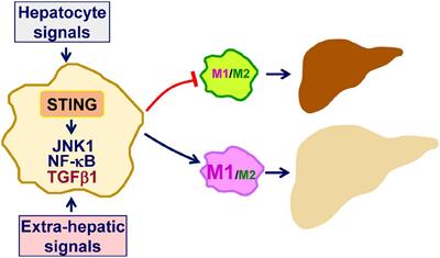 Mini review: STING activation during non-alcoholic fatty liver disease